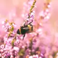 Glyphosate may be harming bumblebee hives